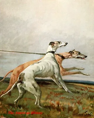 3445 Earl Maud (1864-1943) - 1910 Power Of The Dog - Greyhounds • $39.33