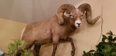 $29000 • Buy Big Horn Sheep Taxidermy Mounts