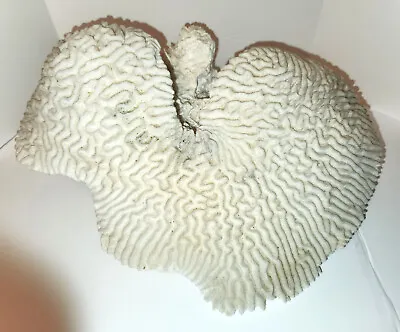 Large 10 Lb Natural Bleached White Brain Coral Cluster 10 Lbs. 14  X 10.5   7.5  • $299.95