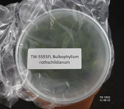 £78.72 • Buy FLASK Bulbophyllum Rothschildianum