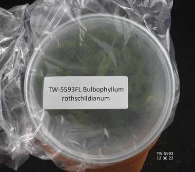 £76.91 • Buy FLASK Bulbophyllum Rothschildianum