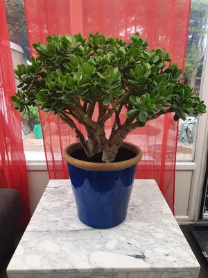 £750 • Buy Large Well Established Money Tree - Jade Plant - Crassula Ovata 