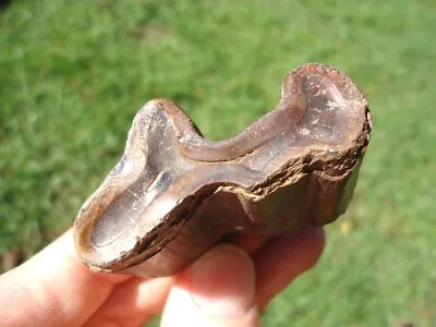 Rare Paramylodon Molar Tooth Florida Fossils Ice Age Extinct Claw Core Jaw Bones • $115