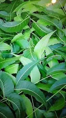 Neem Leaf Dried Cut Leaves 50g @£5.50 Free  Postage • £5.50