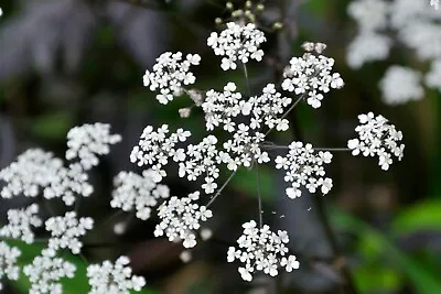 Cow Parsley 'Ravenswing' - Anthriscus Sylvestris - 10 Seeds - Choice Perennial • £1.39