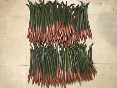 100 Red Mangrove*AQUARIUM FISH SEEDS*8-11 Inches Each*salt Or Fresh**FREE SHIP** • $97