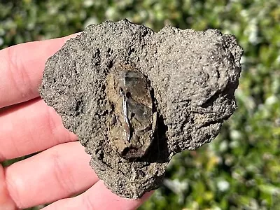 Fossil Beetle In Matrix Tar Pit Fossils Bug Pleistocene Age La Brea • $79.99