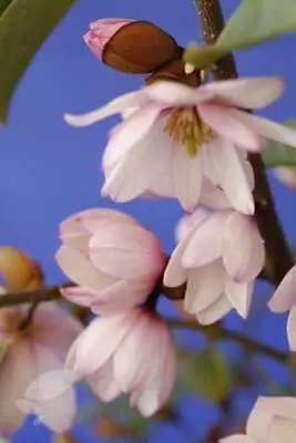 Magnolia Fairy Blush Tree Plant Pink Flower Evergreen Shrubs Garden 3L Pot • £45.98