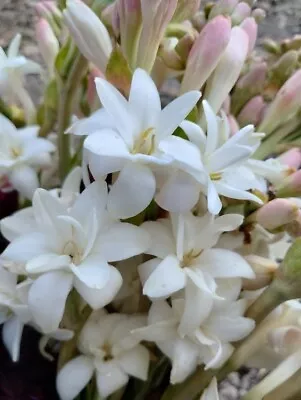 5 Double Mexican Tuberose  The Pearl  Polianthes Lily Bulbs~Fragrant~Heat Hardy • $19.99