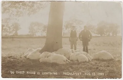 INGOLDSBY - Lincolnshire - Sheep Killed By Lightning - 1911 Used RP Postcard • £4.50