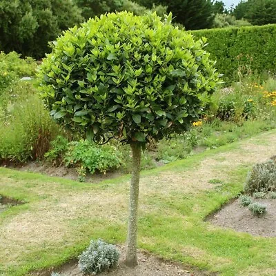 Evergreen Sweet Bay Tree Standard Lollipop Tree 70-80cm Tall • £37.99