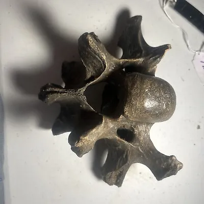 Tailbone Fossil??? LOOK YOU DECIDE RARE! ONLY ONE ON EBAY!? • $150