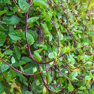 Red Stem Malabar Spinach Seeds | Basella Alba Rubra Ceylon Green Vegetable 2024 • $3.95