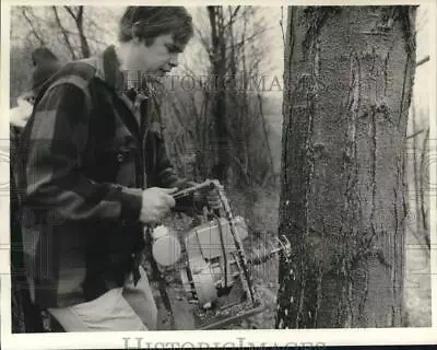 Press Photo Karl Wiles Maple Syrup Company Owner Tapping Tree - Sya12150 • $19.99