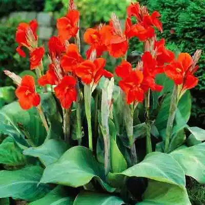 CANNA TROPICAL EXOTIC PLANT TWO TYPE TO CHOOSE 10-15cm IN HEIGHT • £13.95