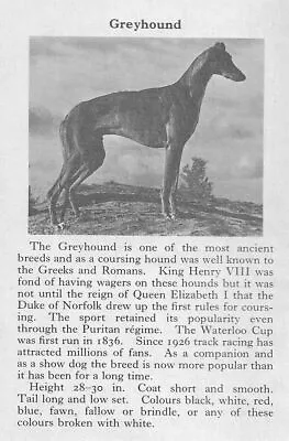 Greyhound - 1970 Vintage Dog Art Photo Print - Matted GIFT • $12.50