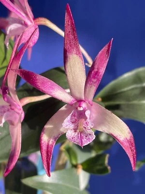 $30 • Buy Dendrobium Sunset Dreamer X Tyabb Treasure  Harlequin 