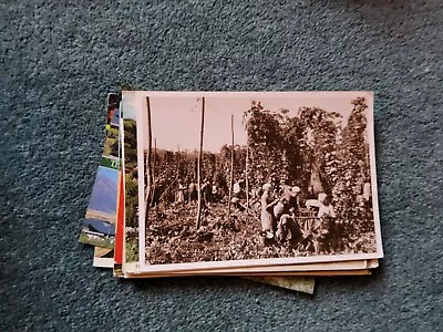 Xm68 Postcard Unused Hop Picking In Kent • £2.25