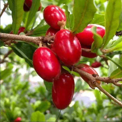 3 MIRACLE FRUIT Trees Grafted 1.5-4 Feet Tall Tropical Trees From Miami Florida • $420