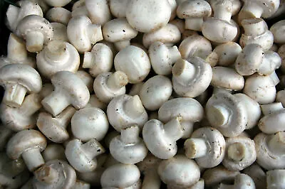 2 X 42gr./(1.5 Oz) WHITE-BUTTON Mushroom-spores-mycelium/dried-seeds/long Life • $16.99