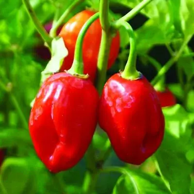 50+ Heirloom Caribbean Red Habanero Hot Pepper 2024 Season Organic  NON-GMO • $3.99