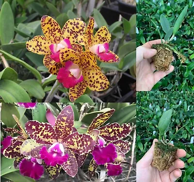 RON Cattleya Orchid C Elisabeth Calov 'Tom' X 'Ivy' 50mm Tube Pot HYBRID SPOTTED • $15