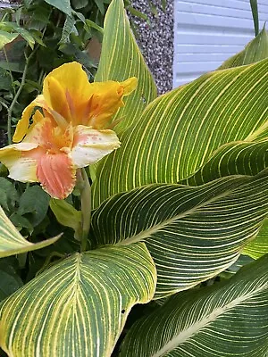 2 X CANNA Lily  Plant NOT Only Root (in Door And Out  Door ) • £15