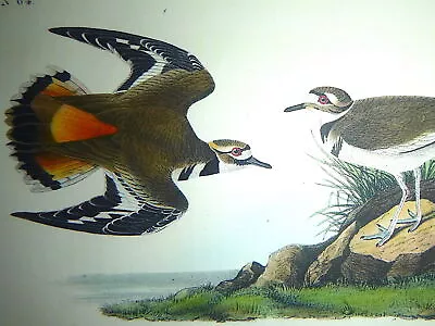 Audubon 1st Ed Octavo    KILDEER PLOVER    Birds Of America     1840 Original • $65