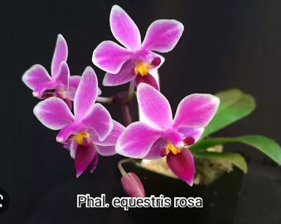 $20 • Buy FPOrchids Species Phal. Equestris Rosea 'Mauve'- Tubestock