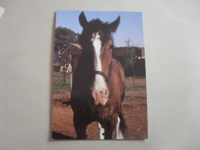 £1.25 • Buy Postcard - Horse - Pony - Smauel - Shire Horse - Animal