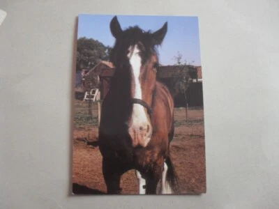 £1.25 • Buy Postcard - Horse - Pony - Smauel - Shire Horse - Animal