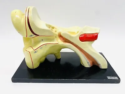 Vtg Welch Human Ear Anatomy Model Wood Base -17  Long X 11  High Auditory Canal • $104.37