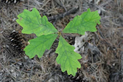 3 Northern Red Oaks Seedling Live Trees Dormant No Leaves Bareroot • $13.49