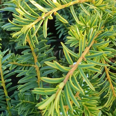 Common Yew Summergold Conifer Plant Taxus Baccata Garden Outdoor Plants 2L Pot • £30.98