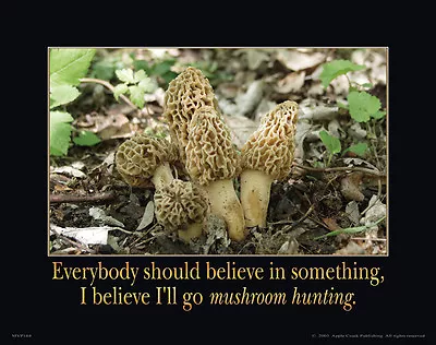 Fresh Morel Mushrooms Motivational Poster Art Print 11x14 Dried Spores  MVP164 • $9.95