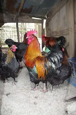 Black Copper Maran Chicken Hatching Eggs 10 + 2 • $20
