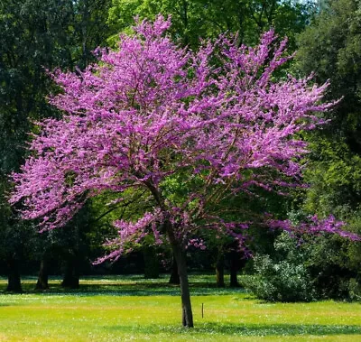 Judas Tree (Cercis Siliquastrum) 40 Seeds (FEB 2024 HARVEST) • $2