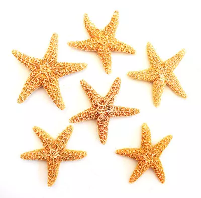 Set Of 6 Small Sugar Starfish 1-2  Beach Wedding Decor Nautical Crafts Coastal. • $14.99