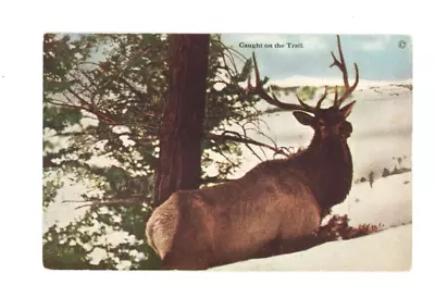 Vintage Animal  Postcard DEER  CAUGHT IN SNOW ON THE TRAIL UNPOSTED • $3