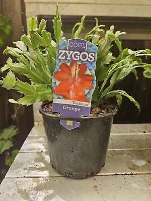 Zygo Cactus ❤️  ORANGE  In 125mm POTS” ❤️ Established Plants • $12