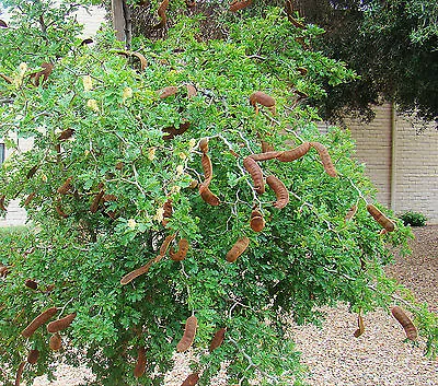 Mimosa Tree Vachellia Farnesiana 50 Seeds Best Buy • £3.21