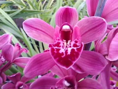$0.99 • Buy Cymbidium Orchid - Red Baker - Pink Flowers - 2 Spikes - 17 Cm Pot