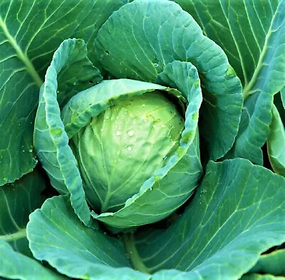 All Seasons Cabbage Seeds 300+ Seeds  NON-GMO--BUY 4 ITEMS FREE SHIPPING • $0.99