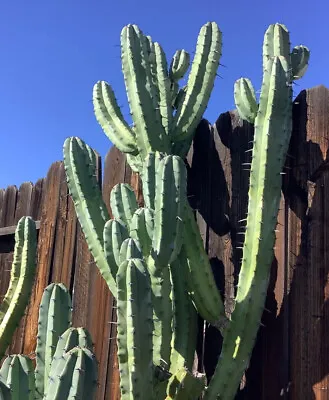 Myrtillocactus Geometrizans “ Blue Myrtle Cactus” 5 Inch Live Fresh Cutting • $15