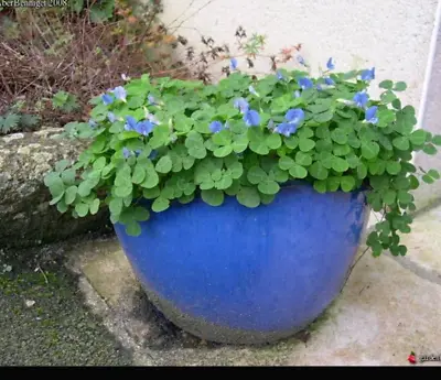 £5.99 • Buy Parochetus Plant Blue Oxalis Blue Pea Perennial 1 X 9cm Pot Hanging, Trailing