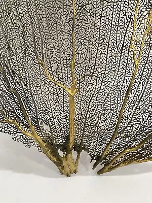 Rare Find  Beautiful Large Coral Natural Sea Fan - Gold Accent Sea Whip 12 X 12 • $45