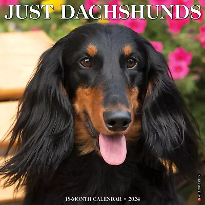 Just Dachshunds 2024 12  X 12  Wall Calendar (free Shipping) • £11.39