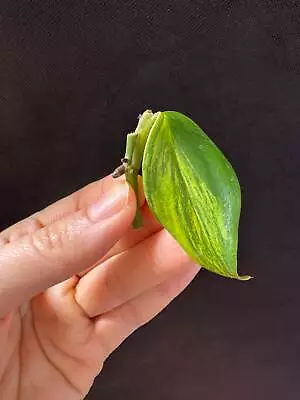 Variegated Scindapsus Treubii Aurea Variegated Cutting Exact Plant Ship Fast • $26