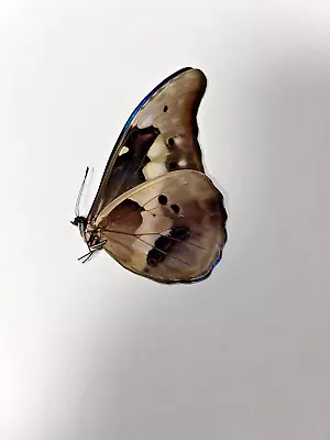 Morpho Rhetenor Helena Male A1. Good Condition .unmounted. Tingo Maria-peru • $59.99