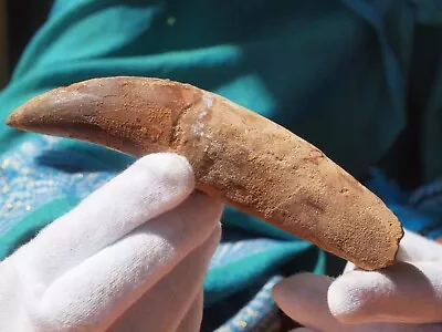 Rare Carcharodontosaurus Dinosaur Tooth T Rex Cousin 95 Mil Yrs Old Fossil 5.25  • $375